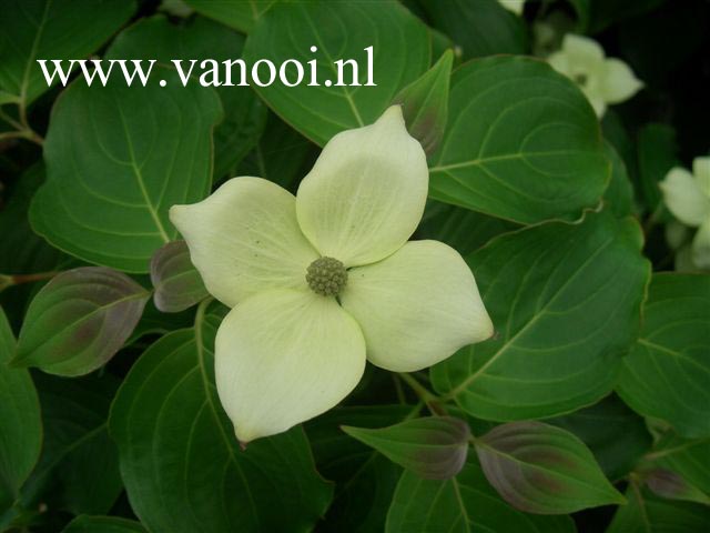 Cornus kousa 'White Dream'