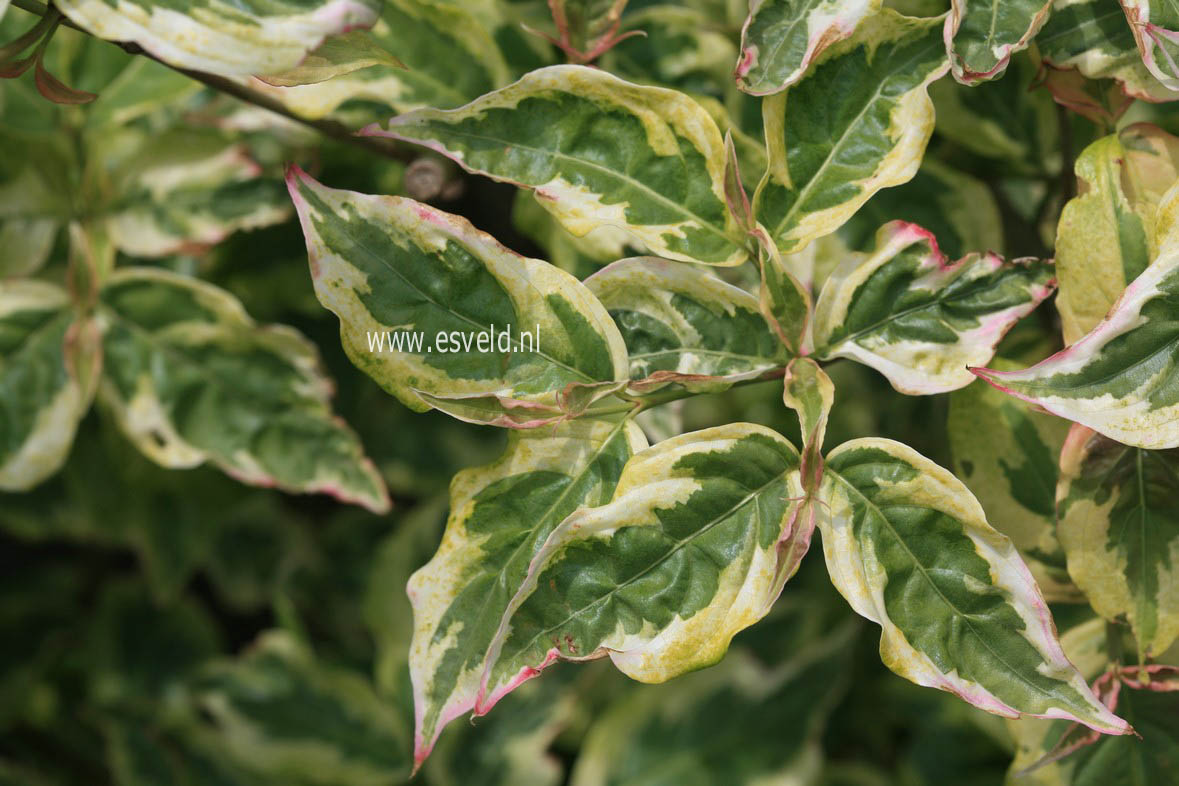 Cornus kousa 'Willy Boy'
