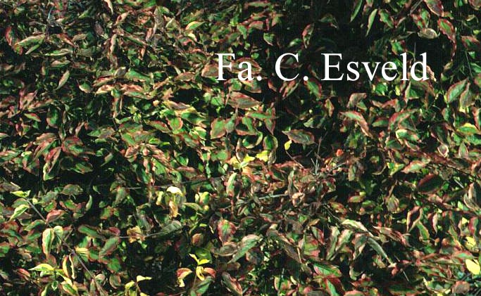 Cornus mas 'Aurea Elegantissima'