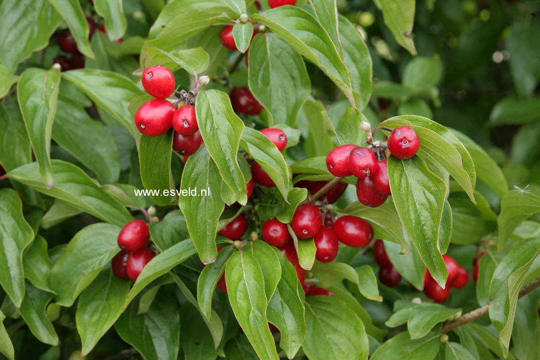 Cornus mas 'Golden Glory'