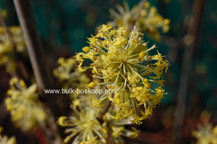 Cornus mas 'Jolico'