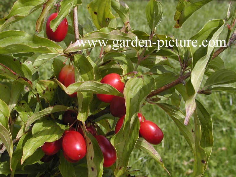 Cornus mas 'Kasanlak' Cornus mas 'Kasanlak'