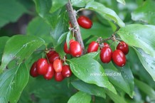 Cornus mas 'Macrocarpa' Cornus mas 'Macrocarpa'
