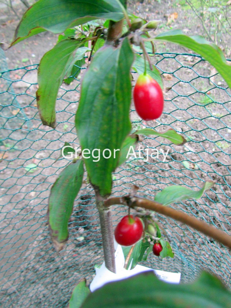 Cornus mas 'Pioneer'