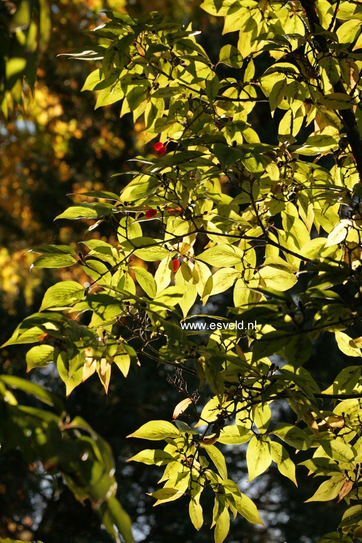 Cornus officinalis 'Kintoki'