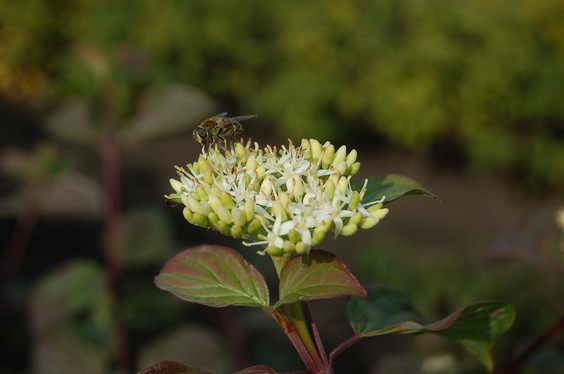 Cornus poliophylla