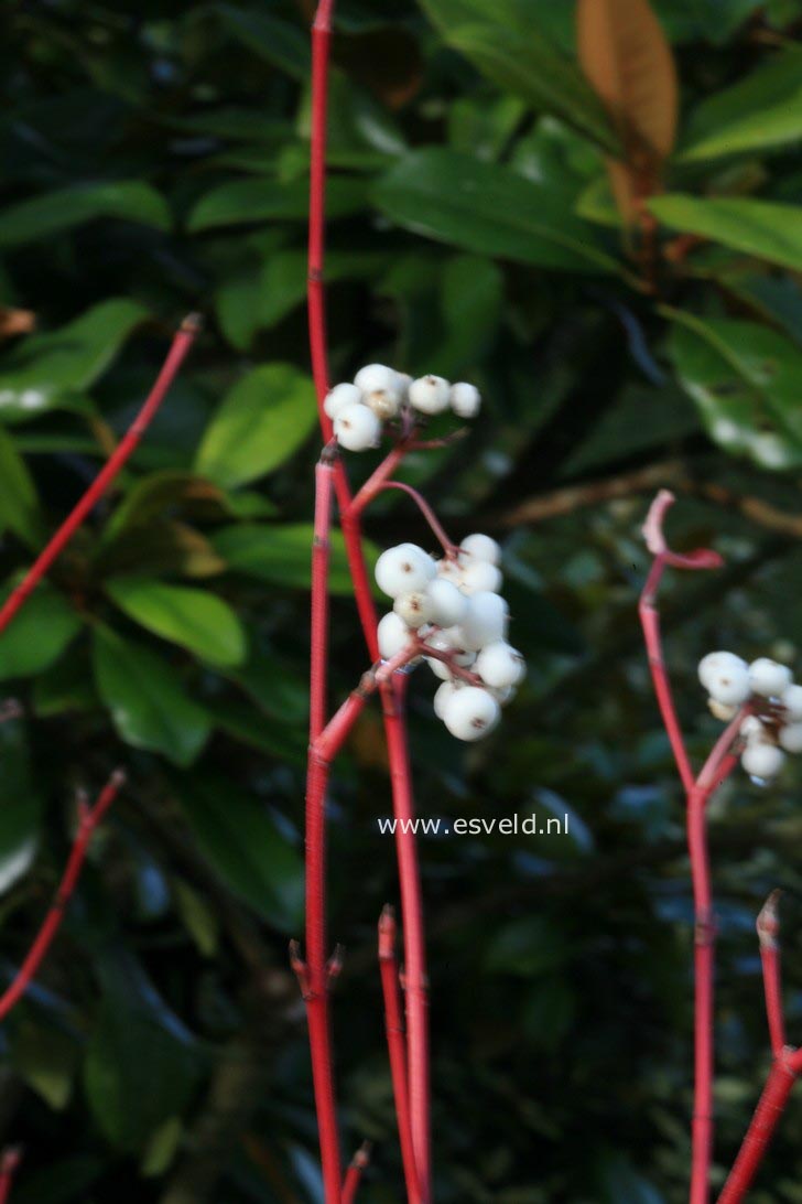 Cornus sericea 'Cardinal'