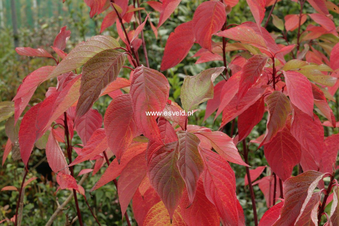 Cornus sericea 'Coral Red'