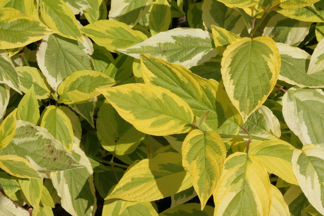 Cornus sericea 'Hedgerows Gold'