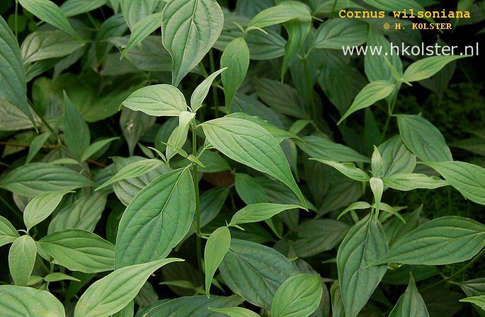 Cornus wilsoniana (88811)