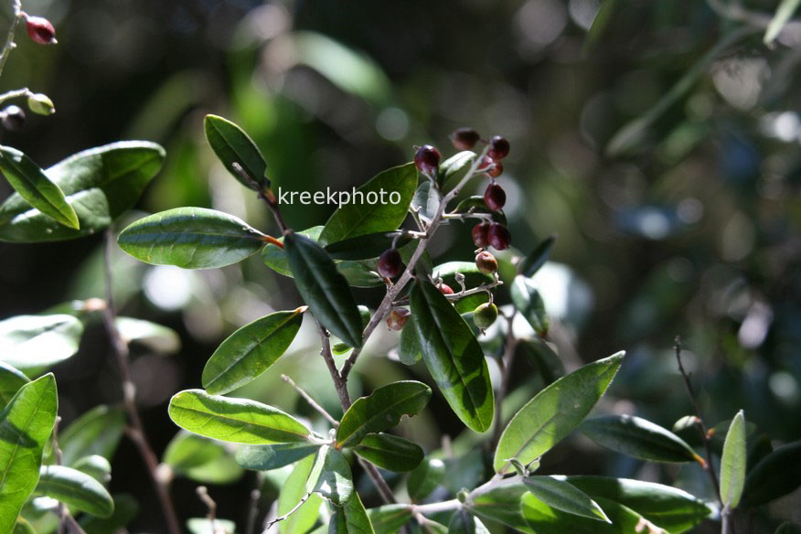Corokia buddlejoides