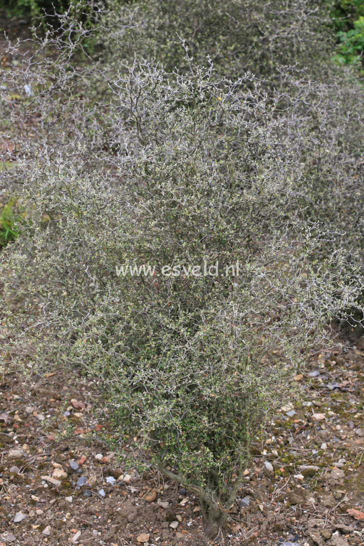 Corokia cotoneaster