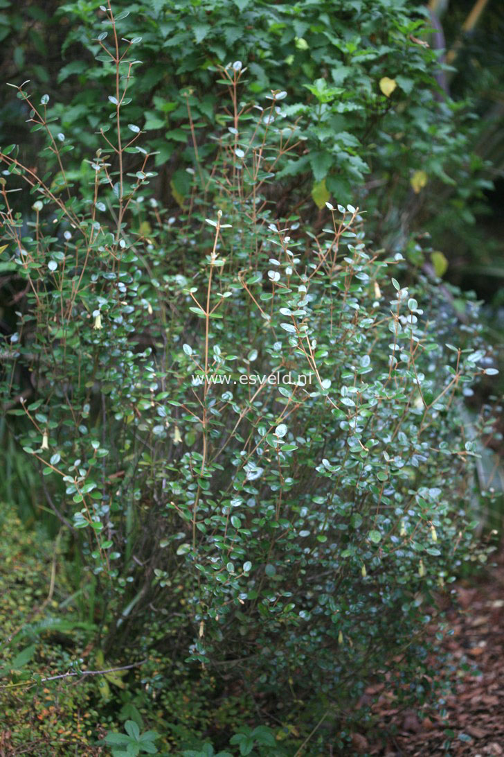 Correa backhousiana