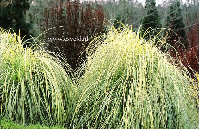 Cortaderia selloana 'Aureolineata'