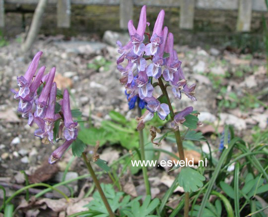 Corydalis cava