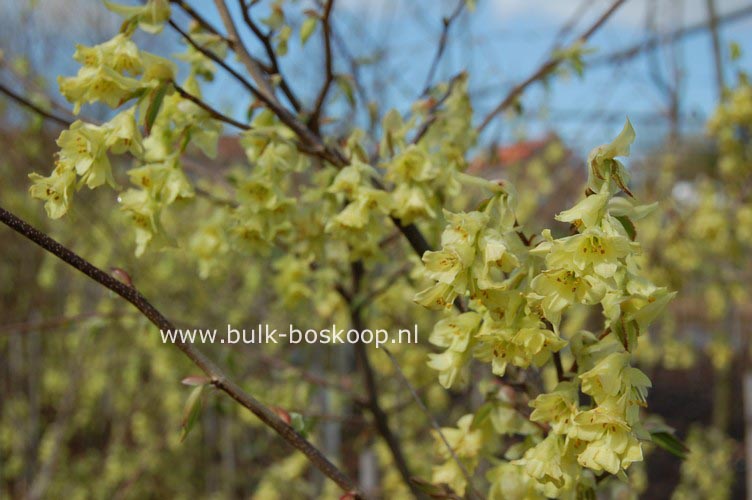 Corylopsis glabrescens 'Lemon Drop'