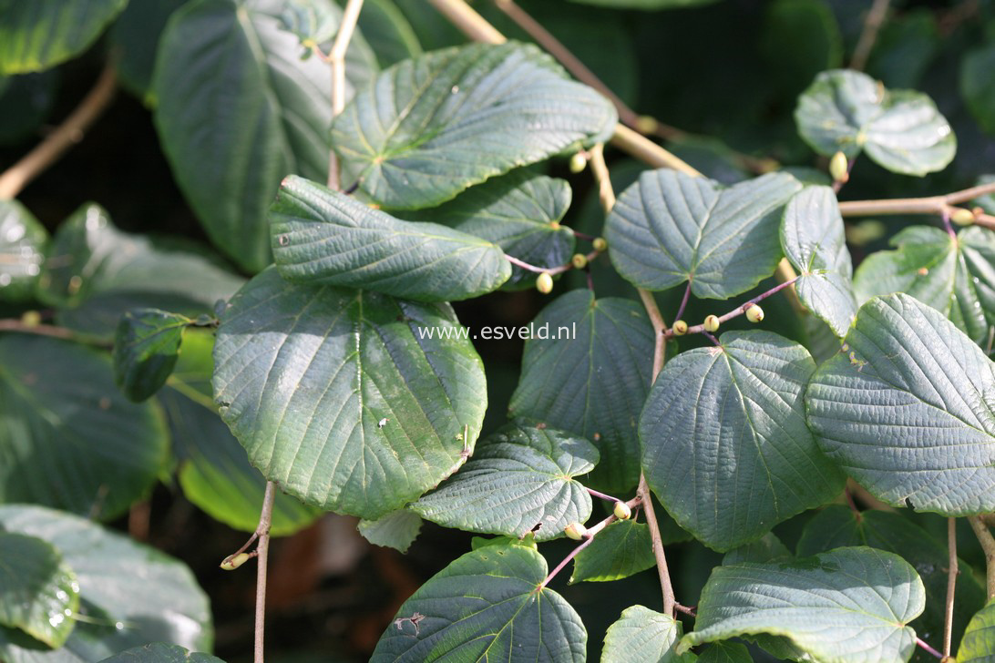 Corylopsis glabrescens var. gotoana