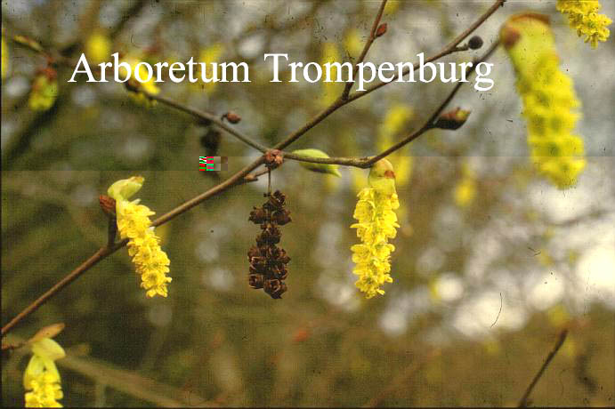 Corylopsis sinensis calvescens Corylopsis sinensis calvescens