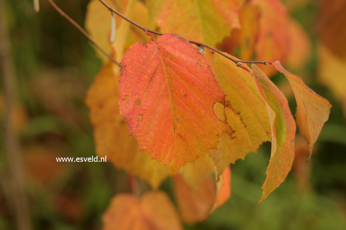 Corylus americana