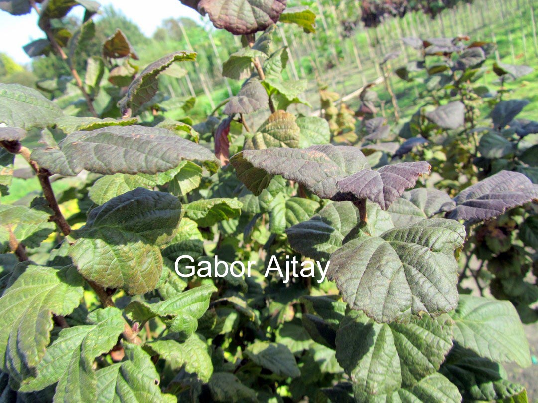 Corylus avellana 'Anny's Purple Dream'