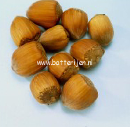 Corylus avellana 'Gunslebert'