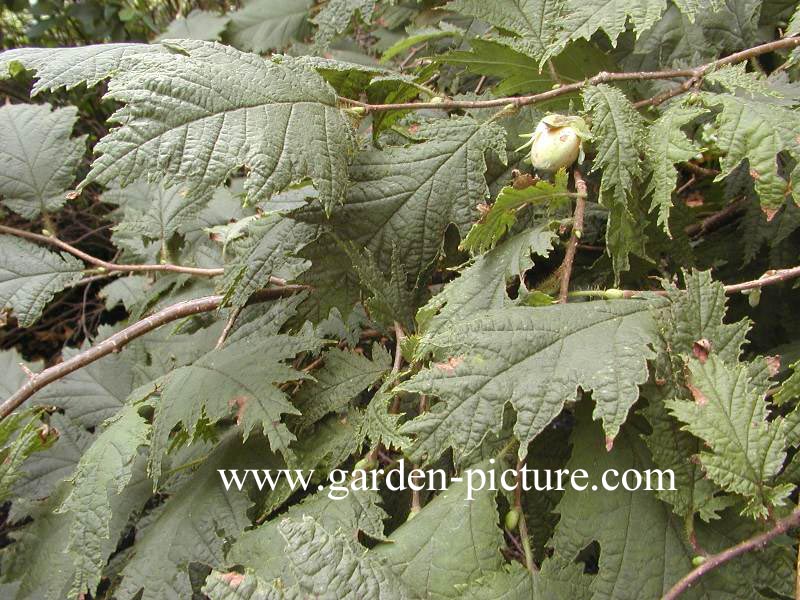 Corylus avellana 'Heterophylla'