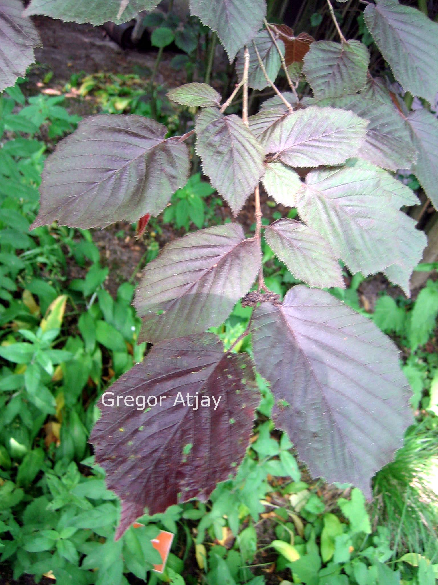 Corylus avellana 'Purpurea'