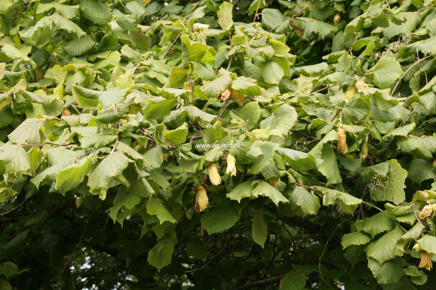 Corylus avellana 'Webb's Prize Cob' (46773)