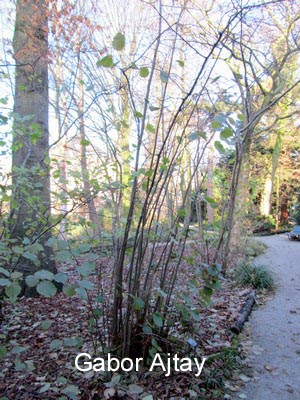 Corylus maxima
