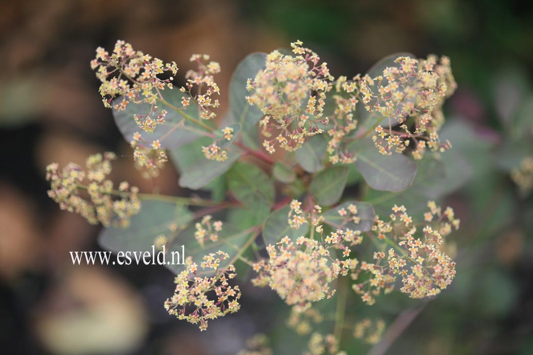Cotinus coggygria 'Nordine'