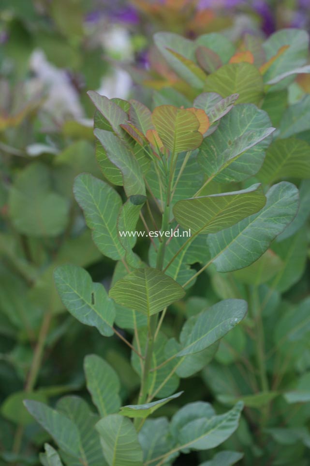 Cotinus coggygria 'Old Fashioned'