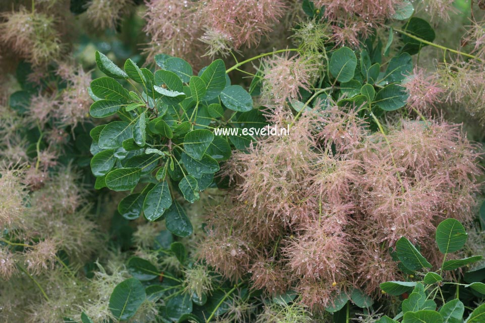 Cotinus coggygria 'Pink Champagne'