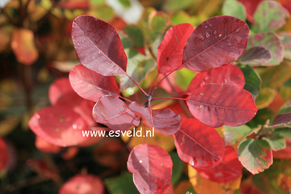 Cotinus coggygria 'Purpureus'