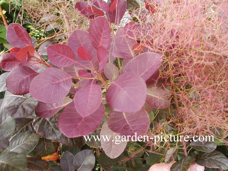 Cotinus coggygria 'Red Beauty'