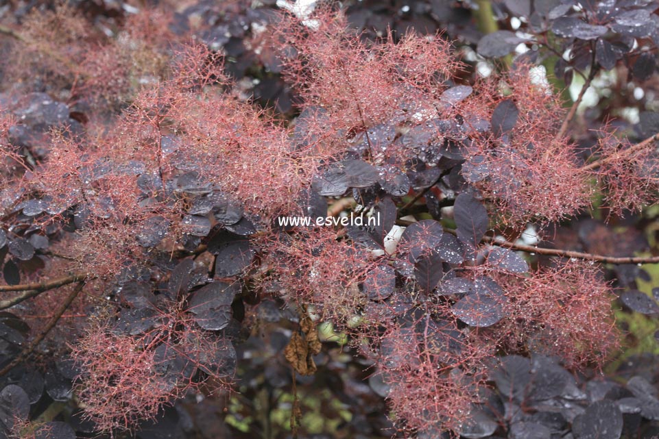 Cotinus coggygria 'Velvet Cloak'