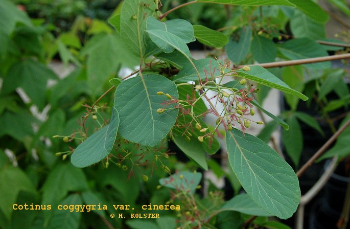 Cotinus coggygria var. cinerea