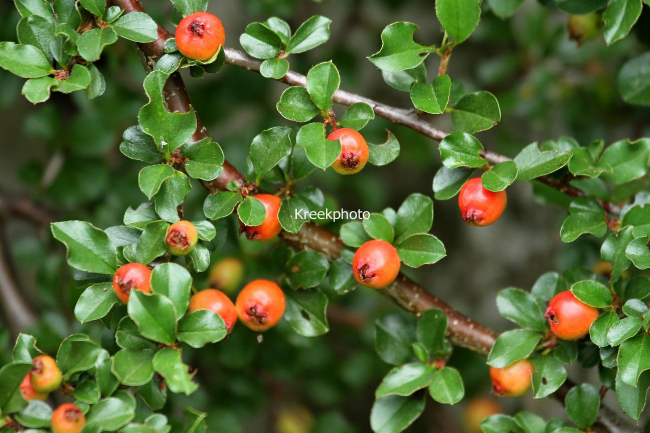 Cotoneaster adpressus