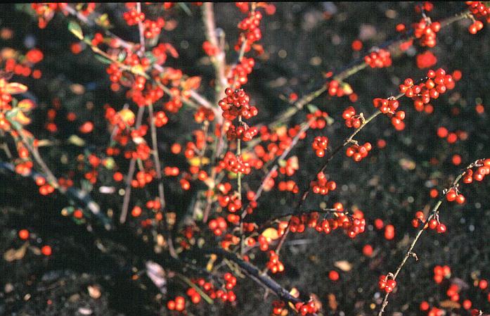 Cotoneaster bullatus 'Firebird'