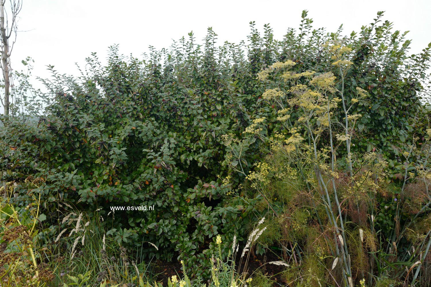 Cotoneaster bullatus
