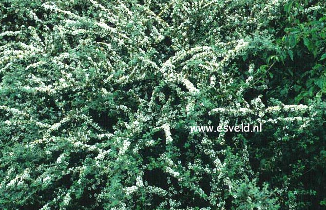 Cotoneaster conspicuus (7267)