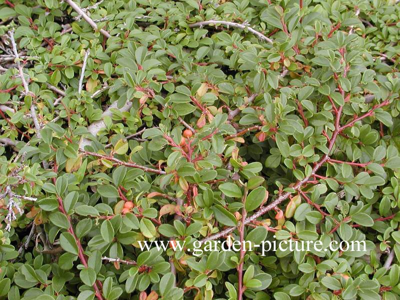 Cotoneaster dammeri 'Mooncreeper'