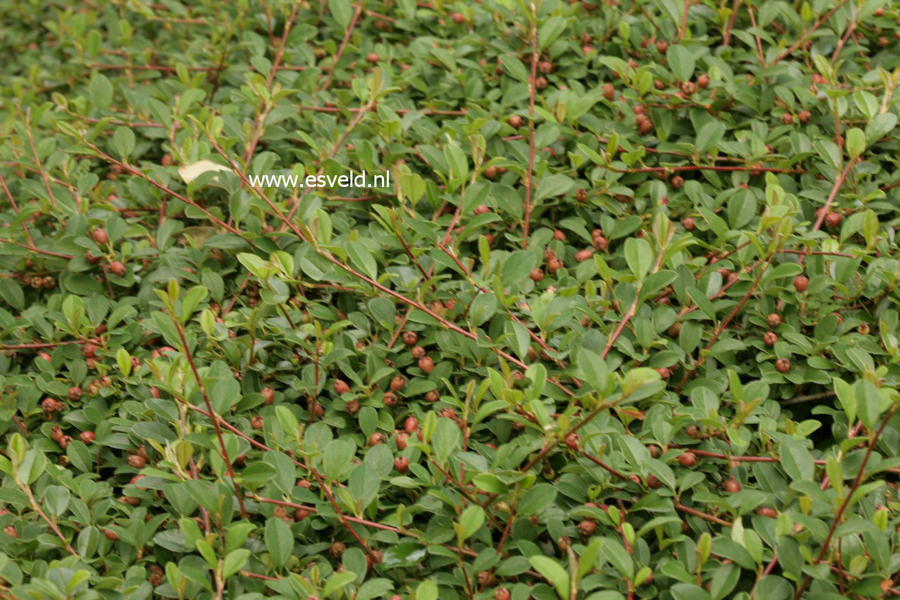 Cotoneaster dammeri