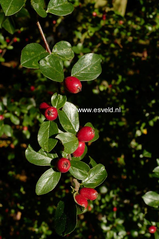 Cotoneaster divaricatus