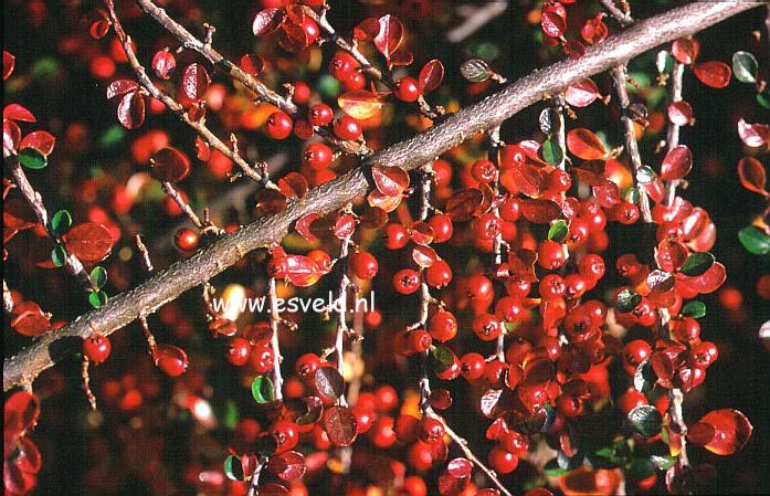 Cotoneaster hjelmqvistii