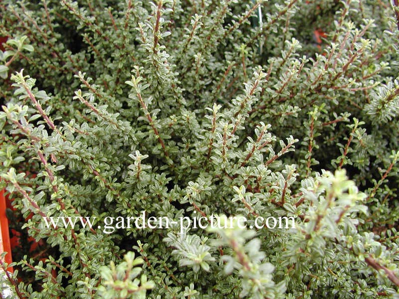 Cotoneaster microphyllus thymifolius Cotoneaster microphyllus thymifolius