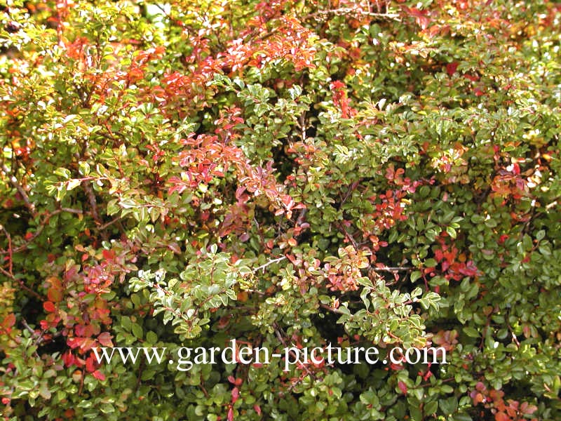 Cotoneaster nanshan