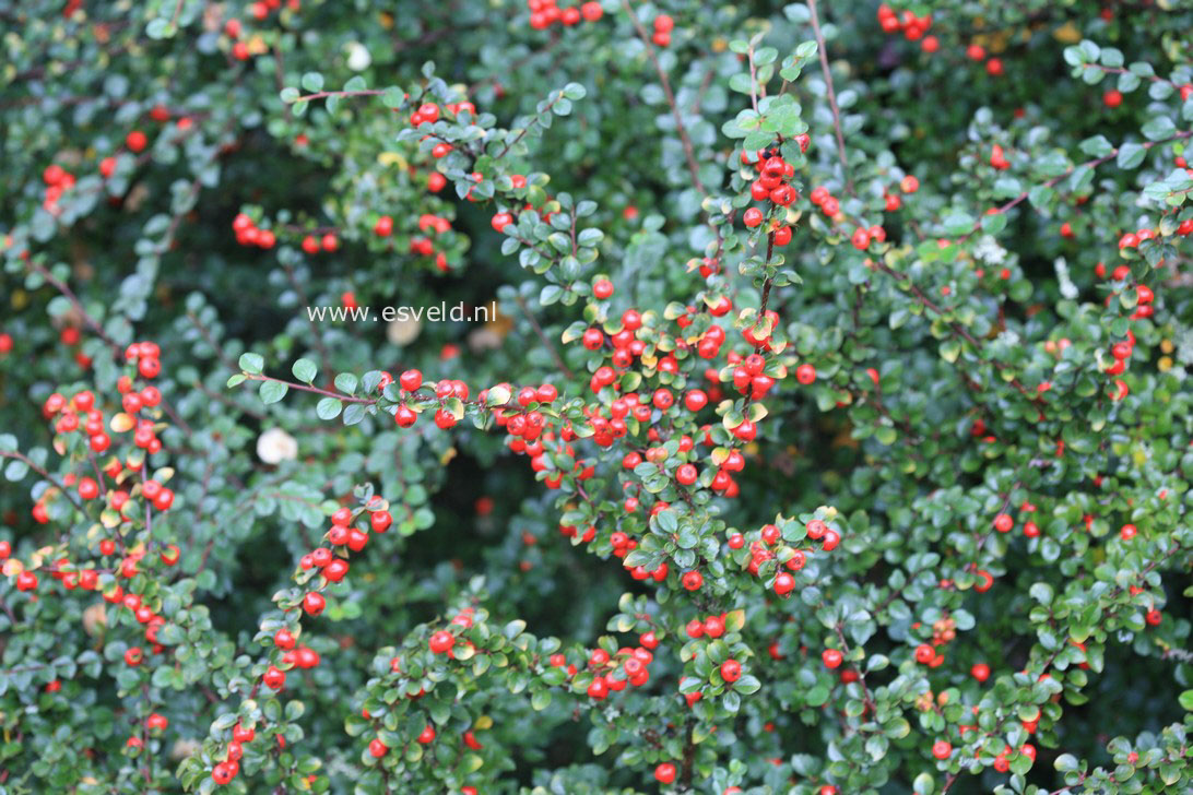 Cotoneaster splendens