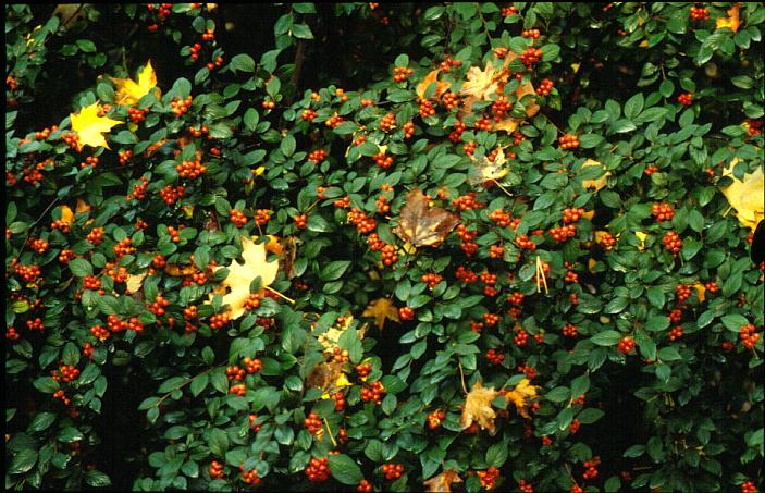 Cotoneaster sternianus