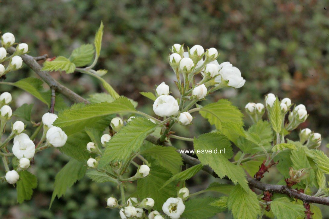 Crataegus coccinea