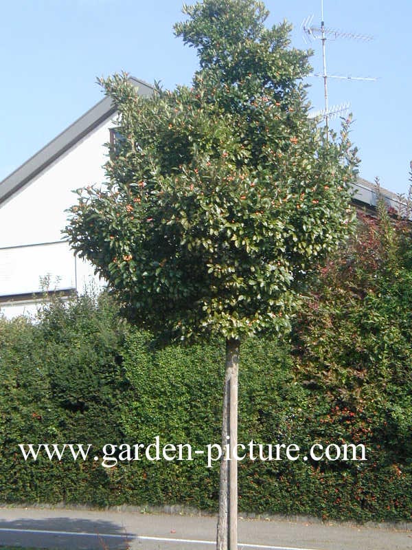 Crataegus lavallei 'Carrierei'